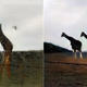 Generating giraffes with CycleGAN (left) and InstaGAN (right).